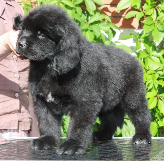 Фото: ньюфаундленд Akvatoriya Kelvin Nikanor (Акватория Келвин Никанор)