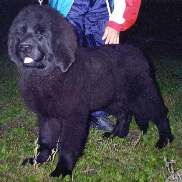 Фото: ньюфаундленд Fyokla (Фёкла)