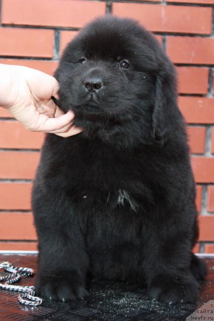 Фото: ньюфаундленд Akvatoriya Kelvin Nikson (Акватория Келвин Никсон)