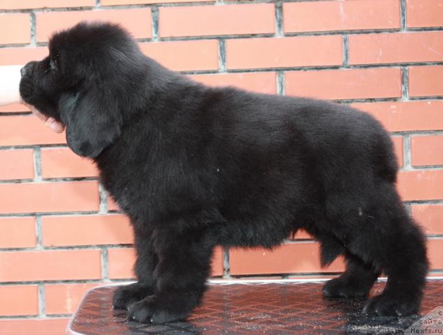 Фото: ньюфаундленд Akvatoriya Kelvin Nikson (Акватория Келвин Никсон)