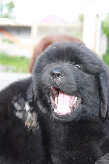 Фото: ньюфаундленд Akvatoriya Kelvin Nikson (Акватория Келвин Никсон)