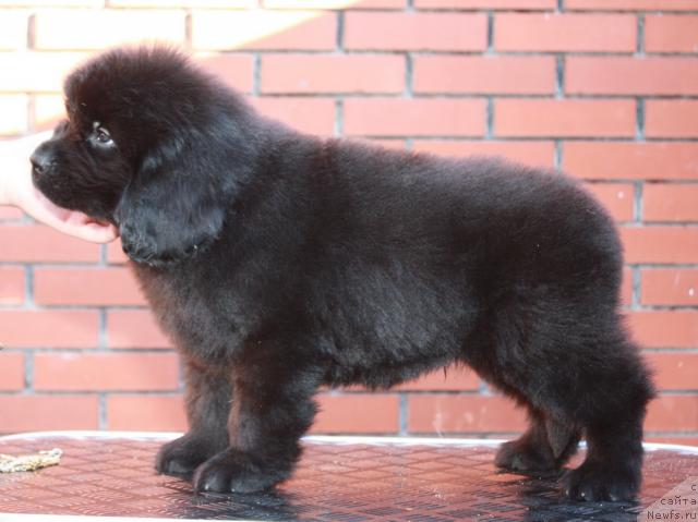 Фото: ньюфаундленд Akvatoriya Kelvin Nahimov (Акватория Келвин Нахимов)