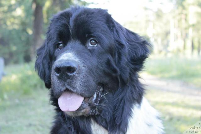 Фото: ньюфаундленд Super Bizon Gera (Супер Бизон Гера)