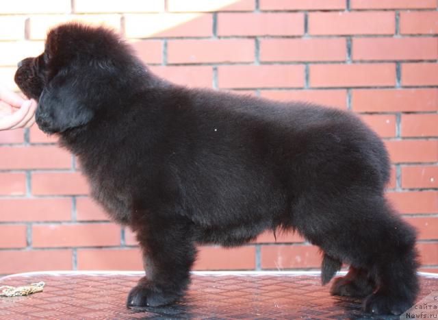 Фото: ньюфаундленд Akvatoriya Kelvin Nahimov (Акватория Келвин Нахимов)