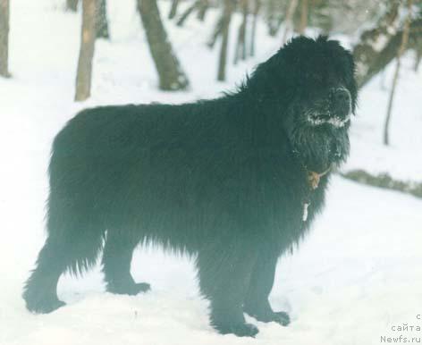 Фото: ньюфаундленд Kervud Zabar Seyver (Кервуд Забар Сейвер)