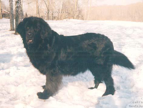 Фото: ньюфаундленд Niagara Kass Cez (Ниагара Касс Цез)