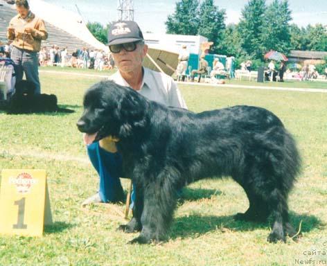 Фото: ньюфаундленд Monarh Ze Marta (Монарх Зе Марта)