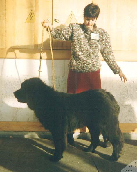 Фото: ньюфаундленд Roberta Delsand (Роберта Делсанд)