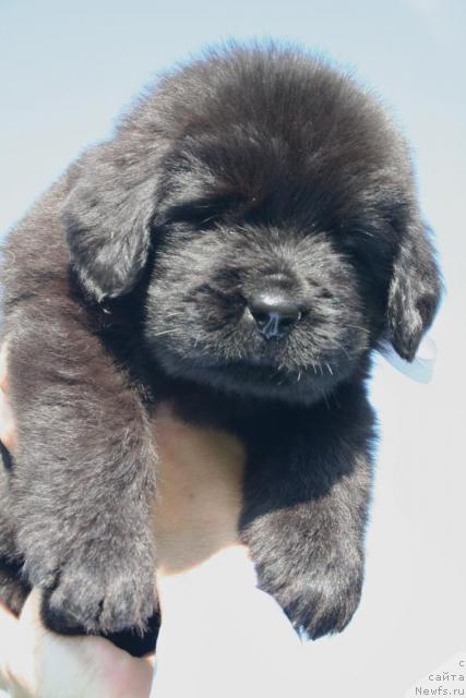 Фото: ньюфаундленд YUrena CHernaya Pantera (Юрена Черная Пантера)