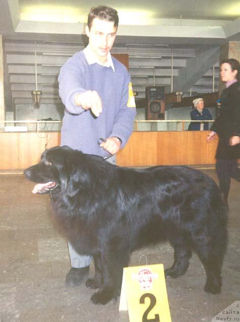 Фото: ньюфаундленд Zol'd Seyver (Зольд Сейвер)