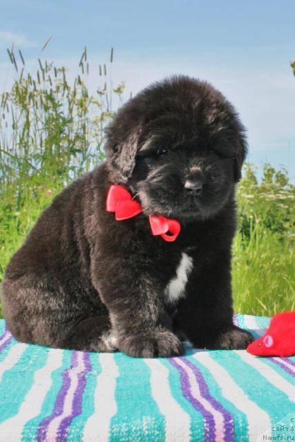 Фото: ньюфаундленд YUvelirika Magiya Roskoshi (Ювелирика Магия Роскоши)