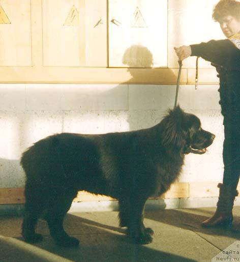 Фото: ньюфаундленд SH YEpis YEl' CHin (Ш Эпис Эль Чин)