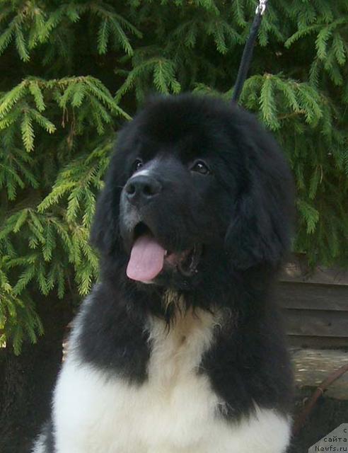 Фотография № 45073