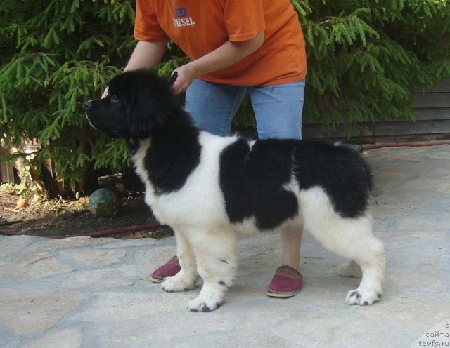 Фотография № 45074