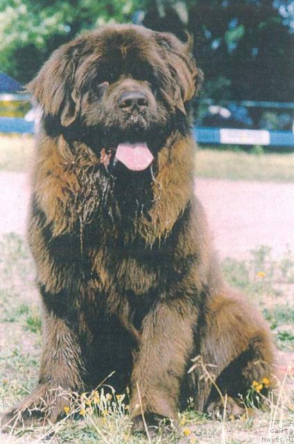 Фото: ньюфаундленд Bryus (Брюс)