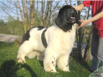 Фото: ньюфаундленд Karhukumpu Herra Huu