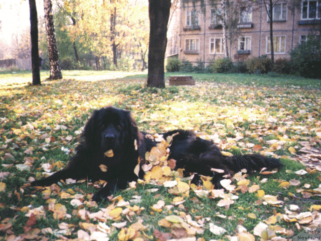 Фото: ньюфаундленд Rial CHar-Lay (Риал Чар-Лай)