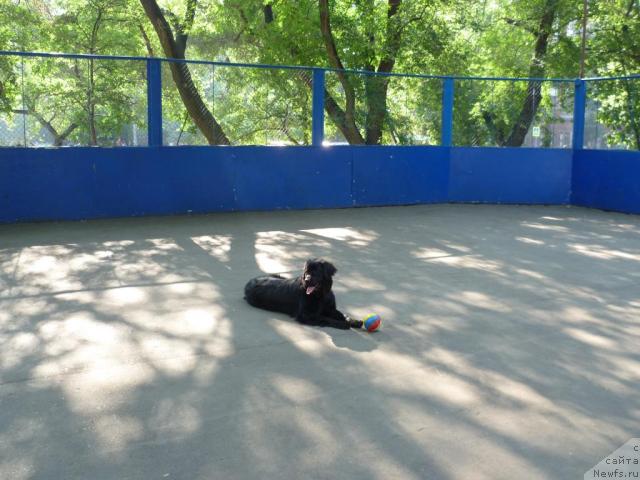 Фото: ньюфаундленд Bonni Flayt (Бонни Флайт)