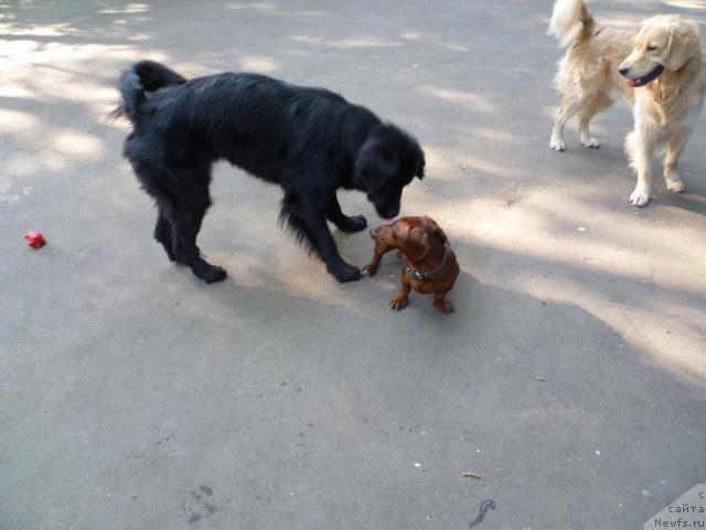 Фото: ньюфаундленд Bonni Flayt (Бонни Флайт), Бонины дружбаны