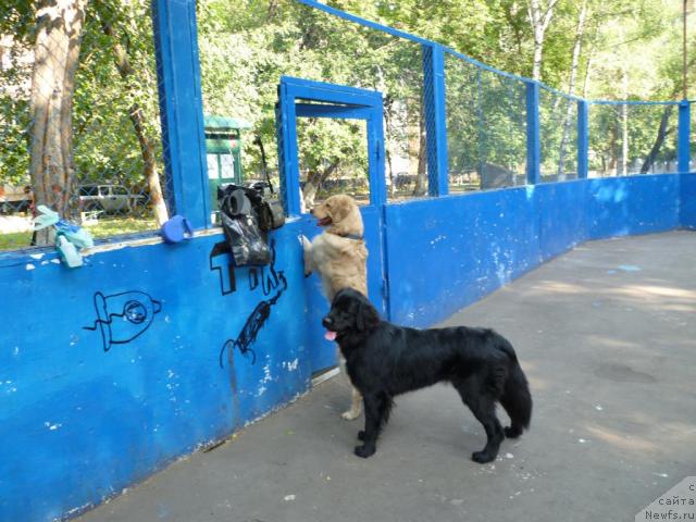 Фото: ньюфаундленд Bonni Flayt (Бонни Флайт), Эрик