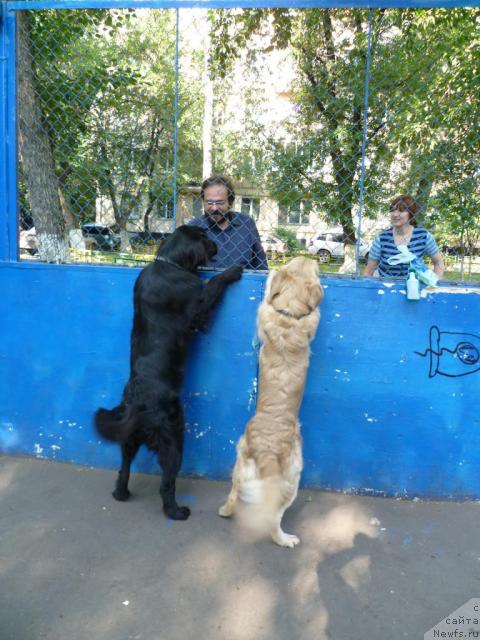 Фото: ньюфаундленд Bonni Flayt (Бонни Флайт)