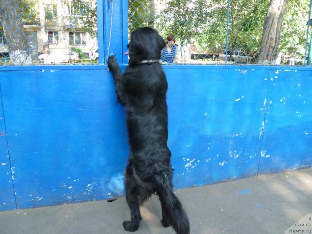 Фото: ньюфаундленд Bonni Flayt (Бонни Флайт)