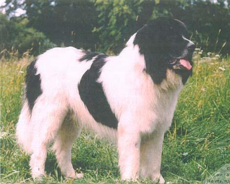 Фото: ньюфаундленд SHalmat (Шалмат)