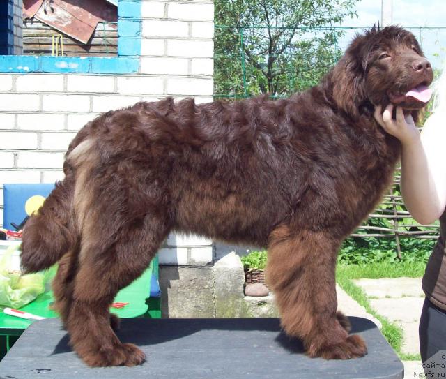 Фото: ньюфаундленд Otrada Lyubvi (Отрада Любви)