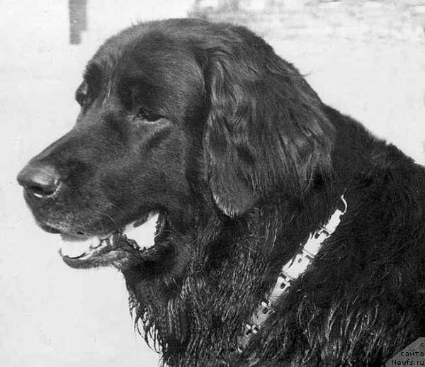 Фото: ньюфаундленд Pijma (Пижма)