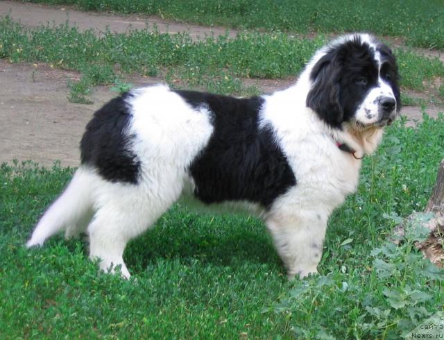 Фото: ньюфаундленд La Belle Michaela (Ла Бель Мишель)