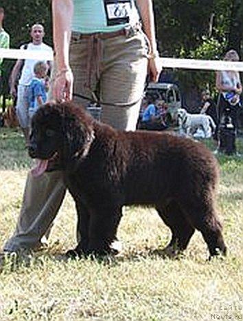 Фото: ньюфаундленд Leonardo de Lord (Леонардо де Лорд)