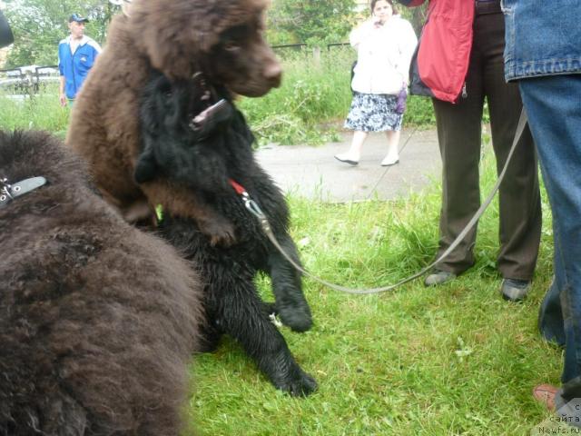 Фотография № 45132