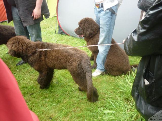 Фото: d9242], [9243], ньюфаундленд Fann'yuf Udachnyiy SHalopay (Фанньюф Удачный Шалопай)
