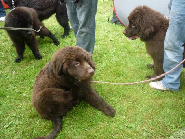 Фото: ньюфаундленд Fann'yuf Ura YA s Vami (Фанньюф Ура Я с Вами)