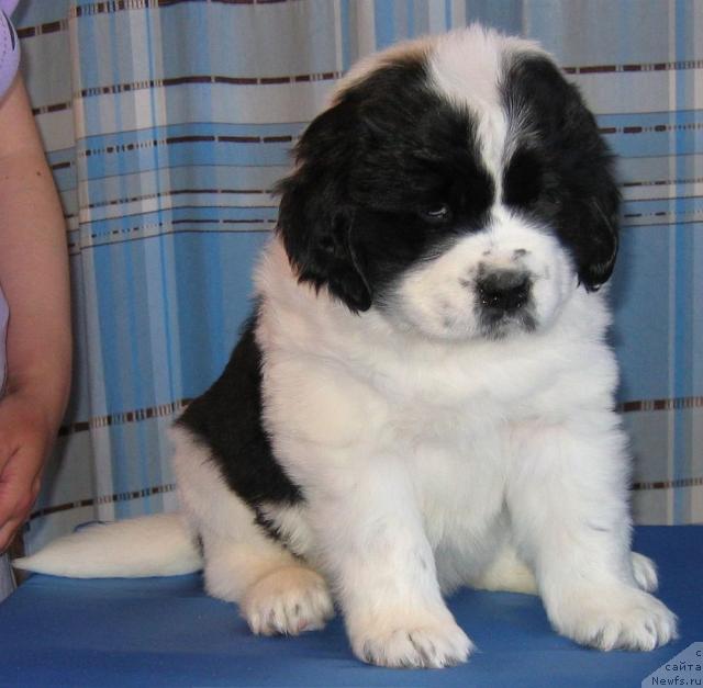 Фото: ньюфаундленд La Belle Michaela (Ла Бель Мишель)