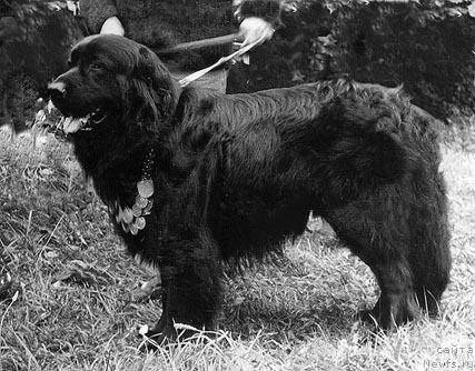 Фото: ньюфаундленд Akbar Ger (Акбар Гер)