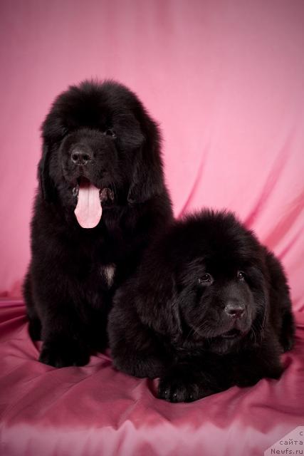 Фотография № 45217