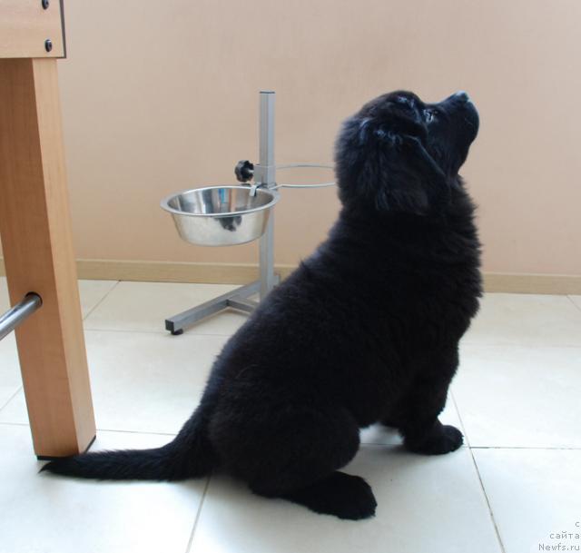 Фото: ньюфаундленд La Wanda de Maxim (Ла Ванда де Максима)