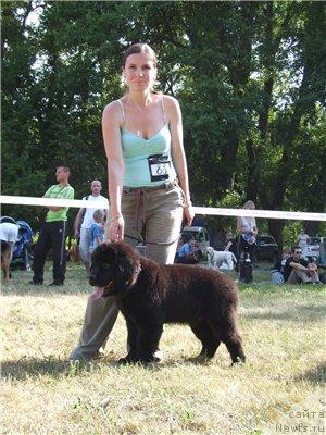 Фото: ньюфаундленд Leonardo de Lord (Леонардо де Лорд)