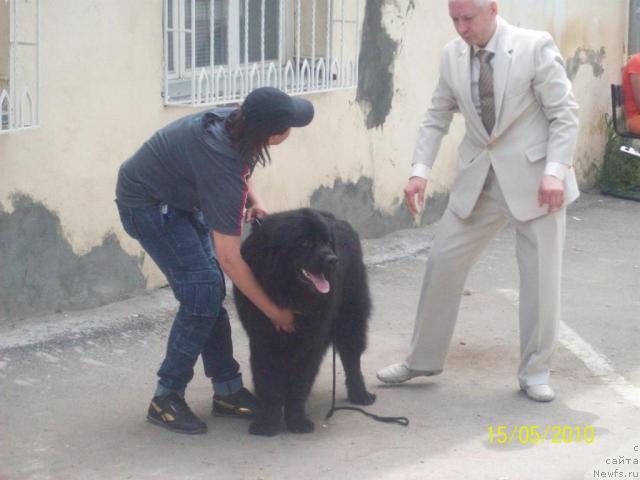 Фото: ньюфаундленд Cesar' Nel'son Tayger Blek (Цесарь Нельсон Тайгер Блек)