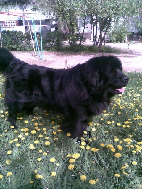 Фото: ньюфаундленд Lloyd Blyek (Ллойд Блэк)