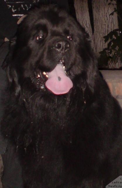Фото: ньюфаундленд Lloyd Blyek (Ллойд Блэк)