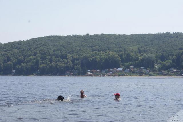Фото: ньюфаундленд Plyushevaya Panda Syurpriz iz Pitera (Плюшевая Панда Сюрприз из Питера)