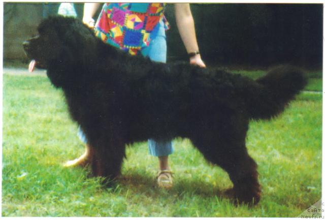 Фото: ньюфаундленд Kevin Bolshoy Malish (Кевин Большой Малыш), YAna Nifontova (Яна Нифонтова)