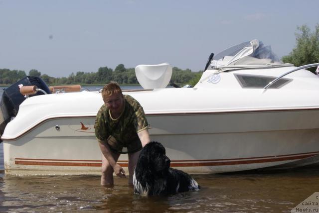 Фото: ньюфаундленд Plyushevaya Panda Syurpriz iz Pitera (Плюшевая Панда Сюрприз из Питера)