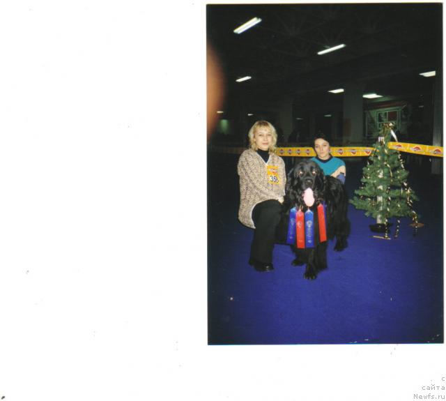 Фото: ньюфаундленд Mona Neptun (Мона Нептун), YAna Nifontova (Яна Нифонтова)