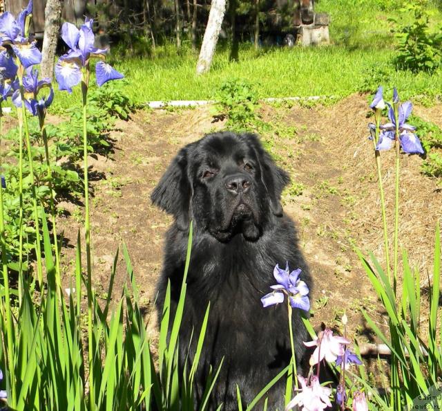 Фото: ньюфаундленд Aquatoriya Kelvin Kadril (Акватория Келвин Кадриль)