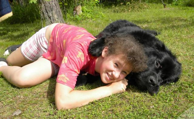 Фото: ньюфаундленд Aquatoriya Kelvin Kadril (Акватория Келвин Кадриль)