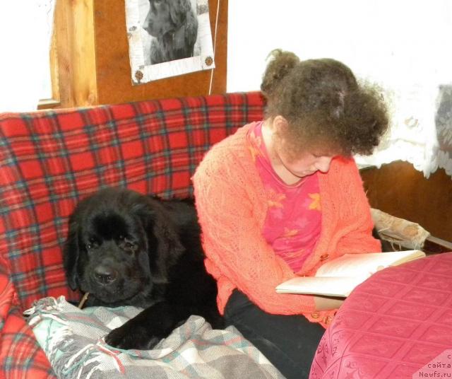 Фото: ньюфаундленд Aquatoriya Kelvin Kadril (Акватория Келвин Кадриль)