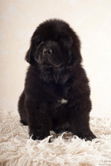 Фотография № 45271